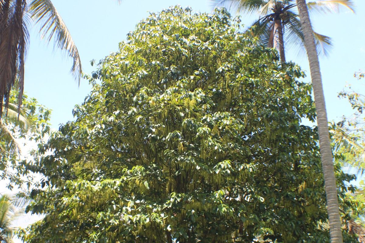 Baccaurea motleyana (Müll.Arg.) Müll.Arg.